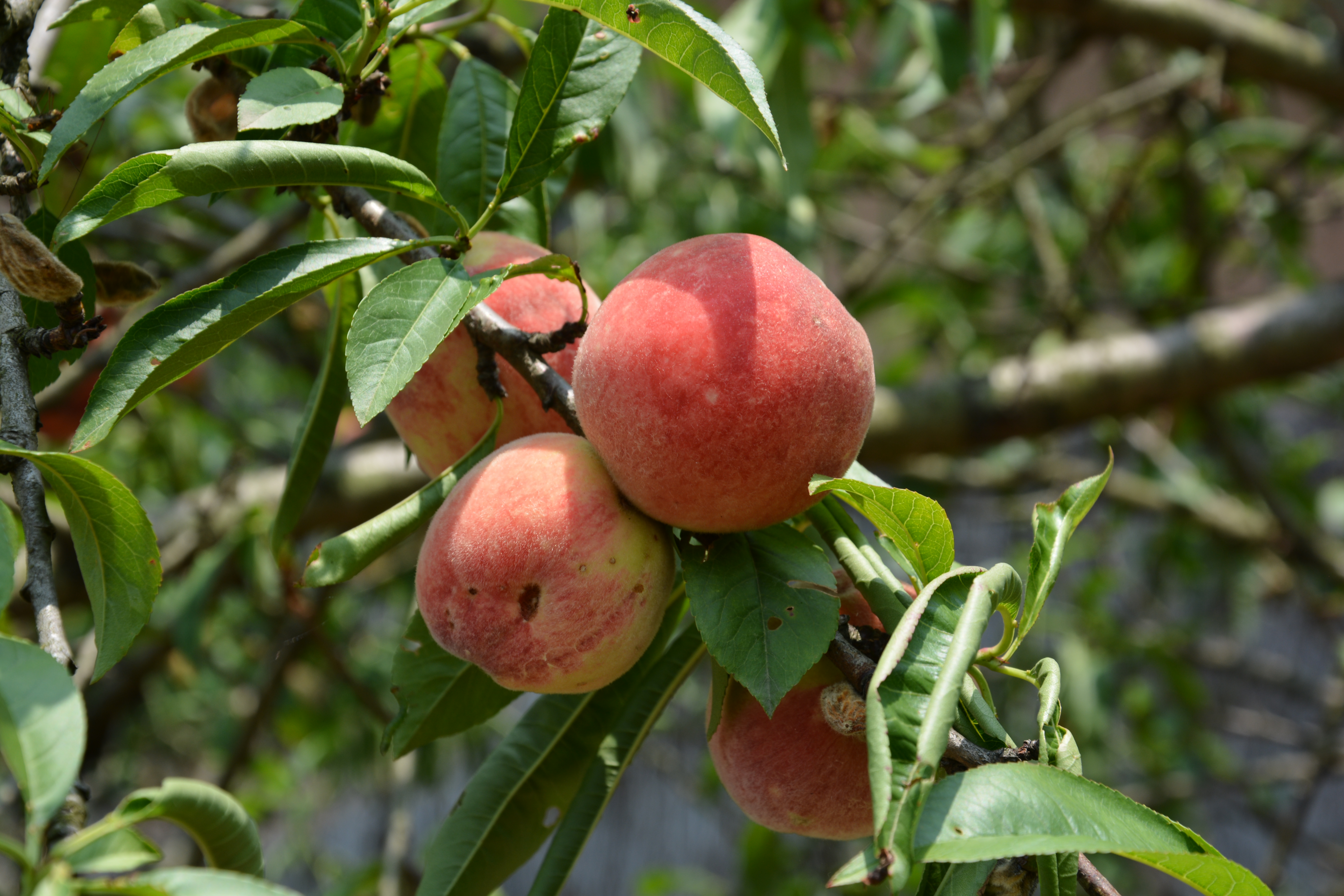 DSC_8878.JPG